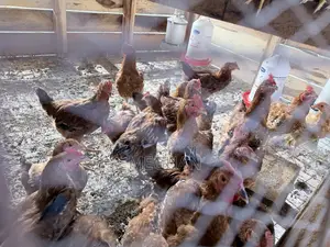 Sasso Chickens Roosters