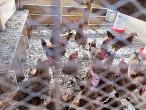 Sasso Chickens Roosters