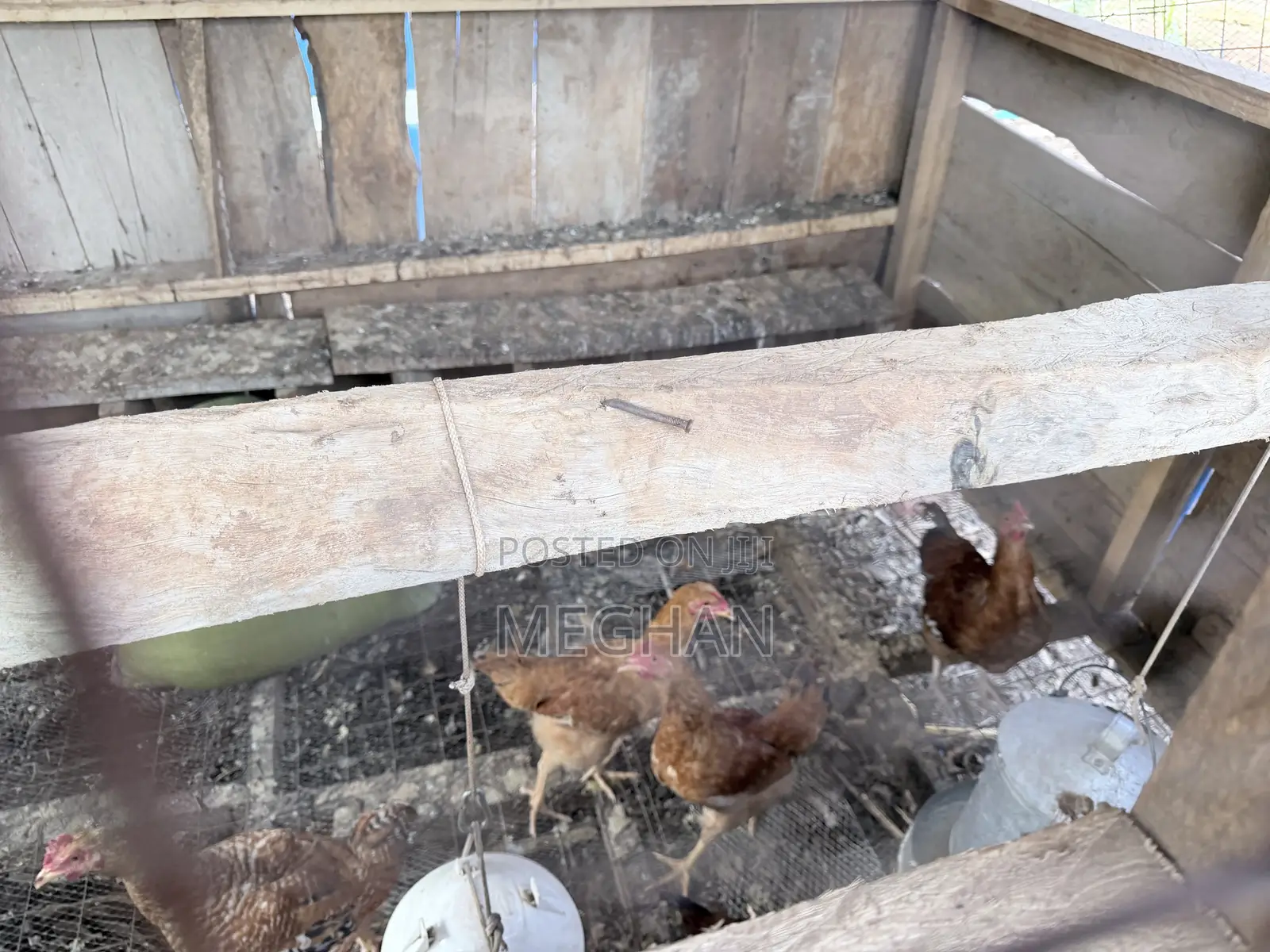 Sasso Chickens Roosters