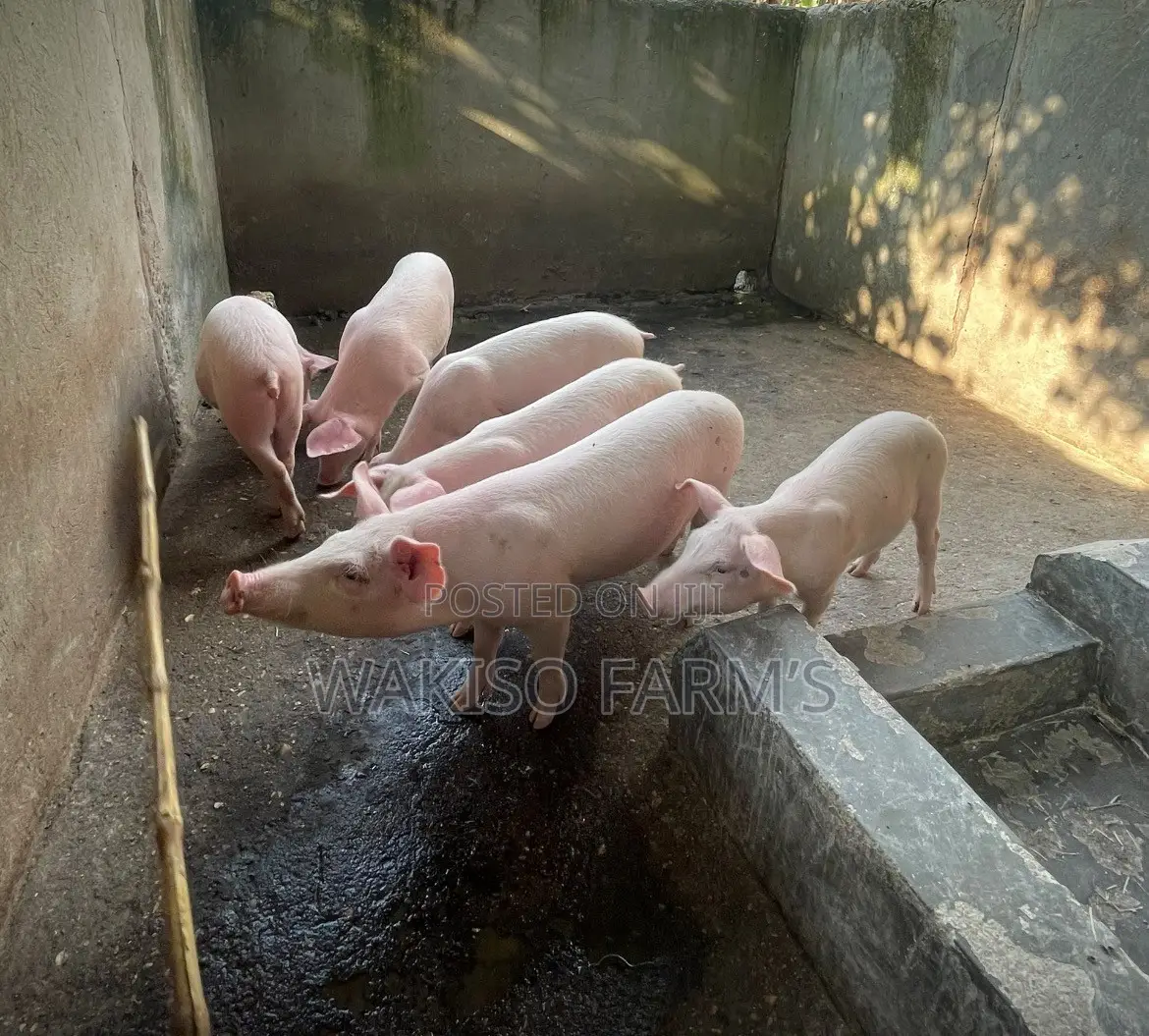 Piggery Farming