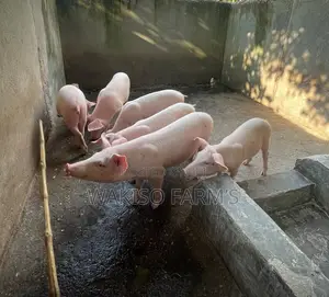 Piggery Farming