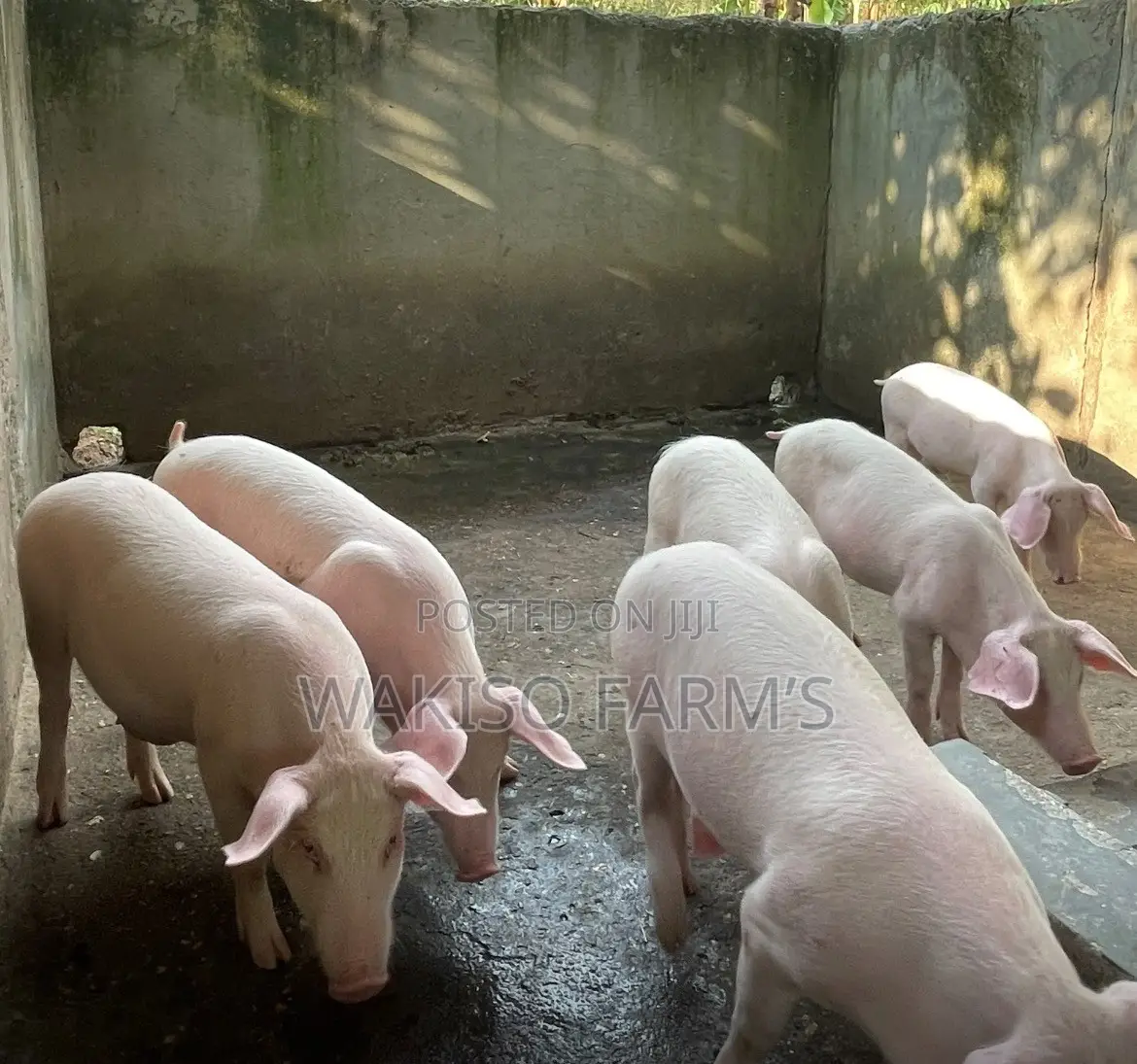 Piggery Farming