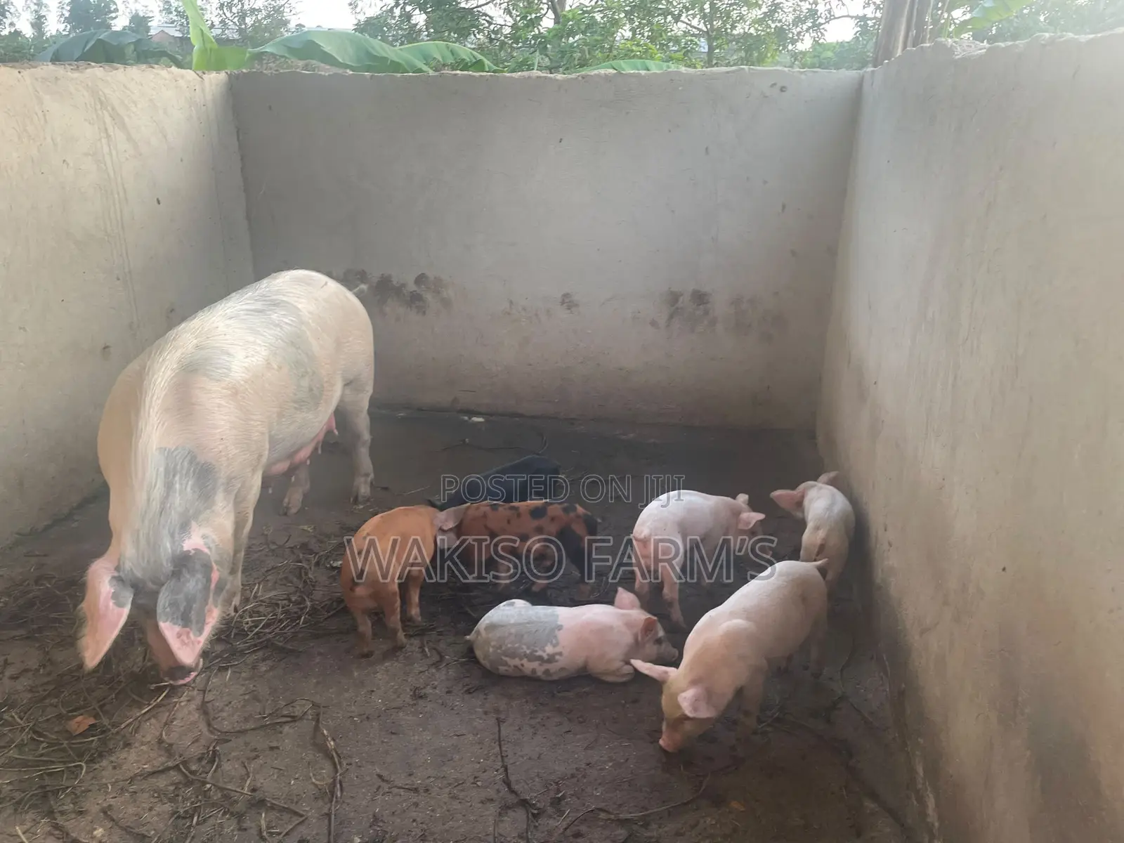 Piggery Farming