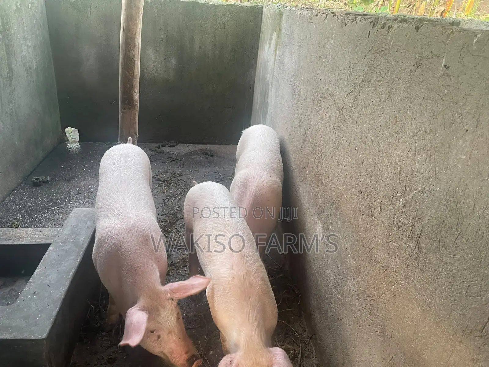 Piggery Farming