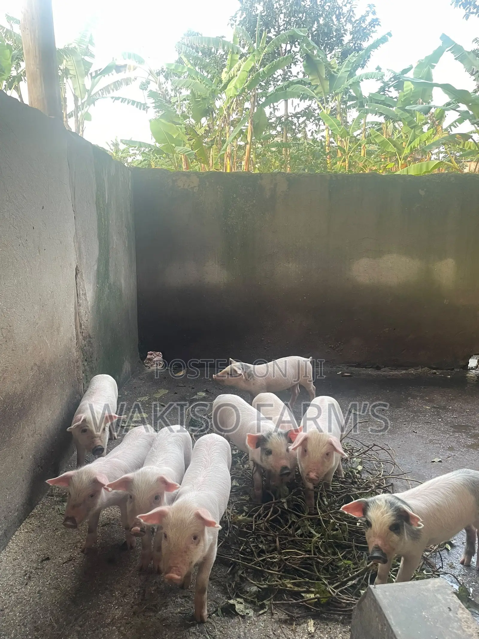 Piggery Farming