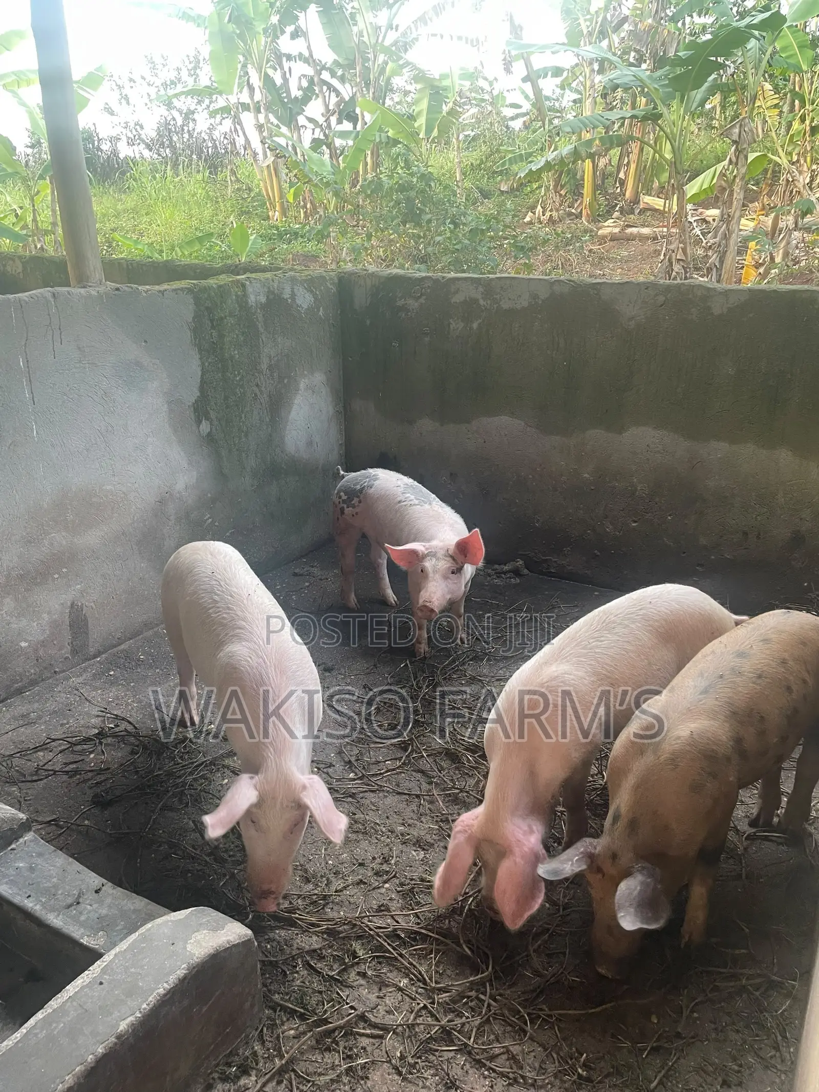 Piggery Farming