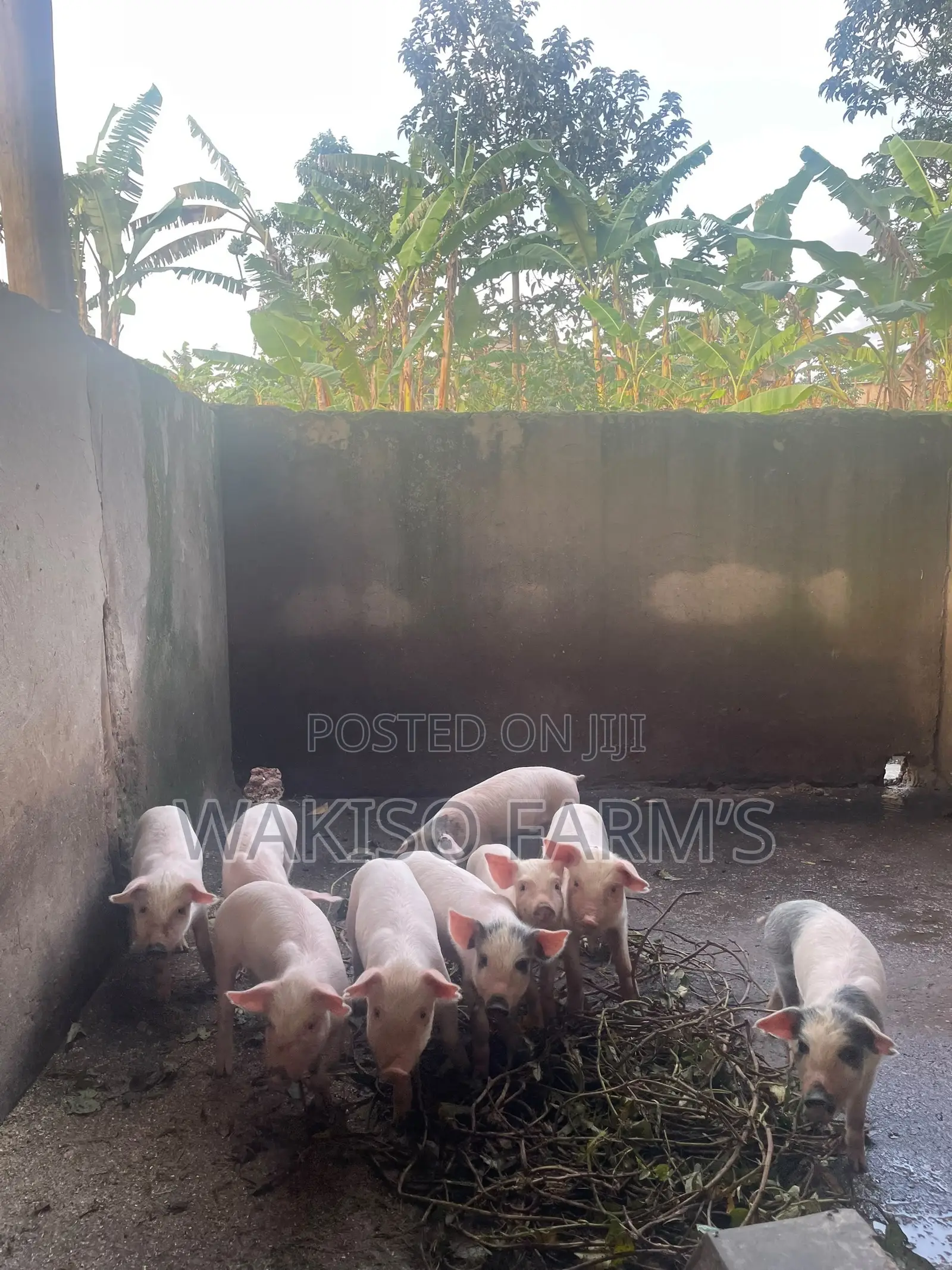 Piggery Farming