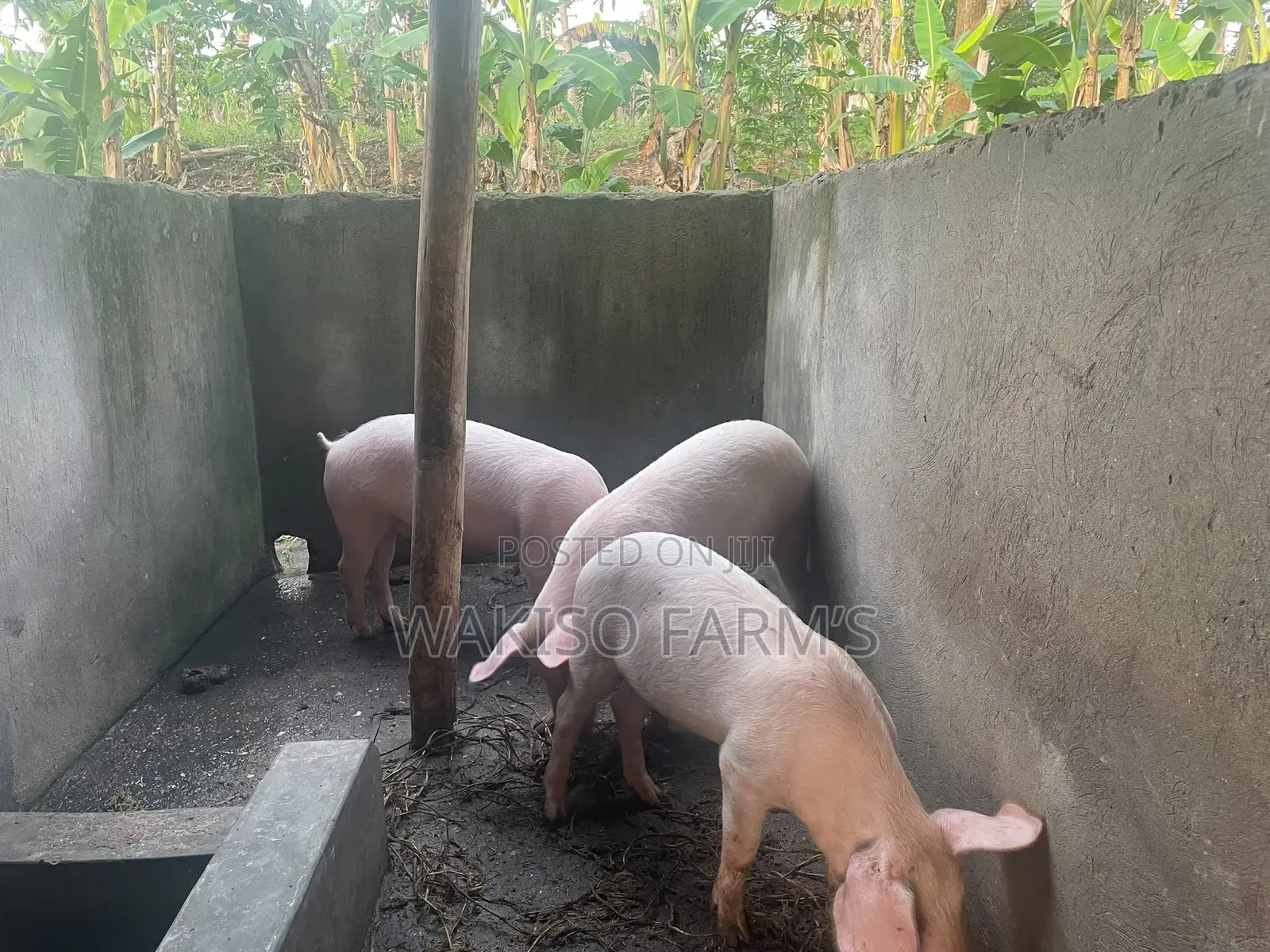 Piggery Farming