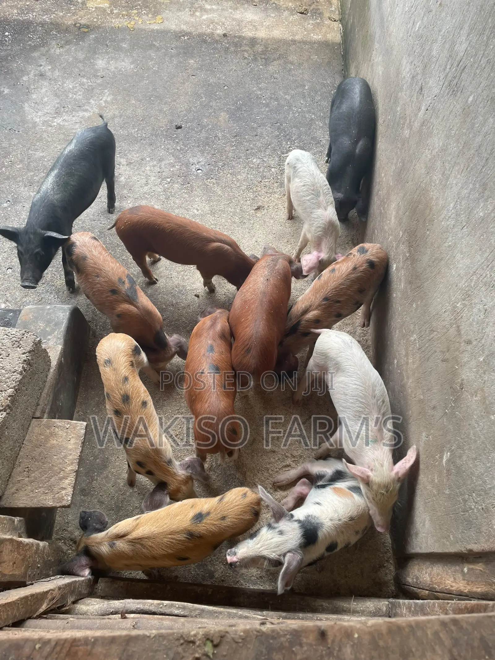 Piggery Farming