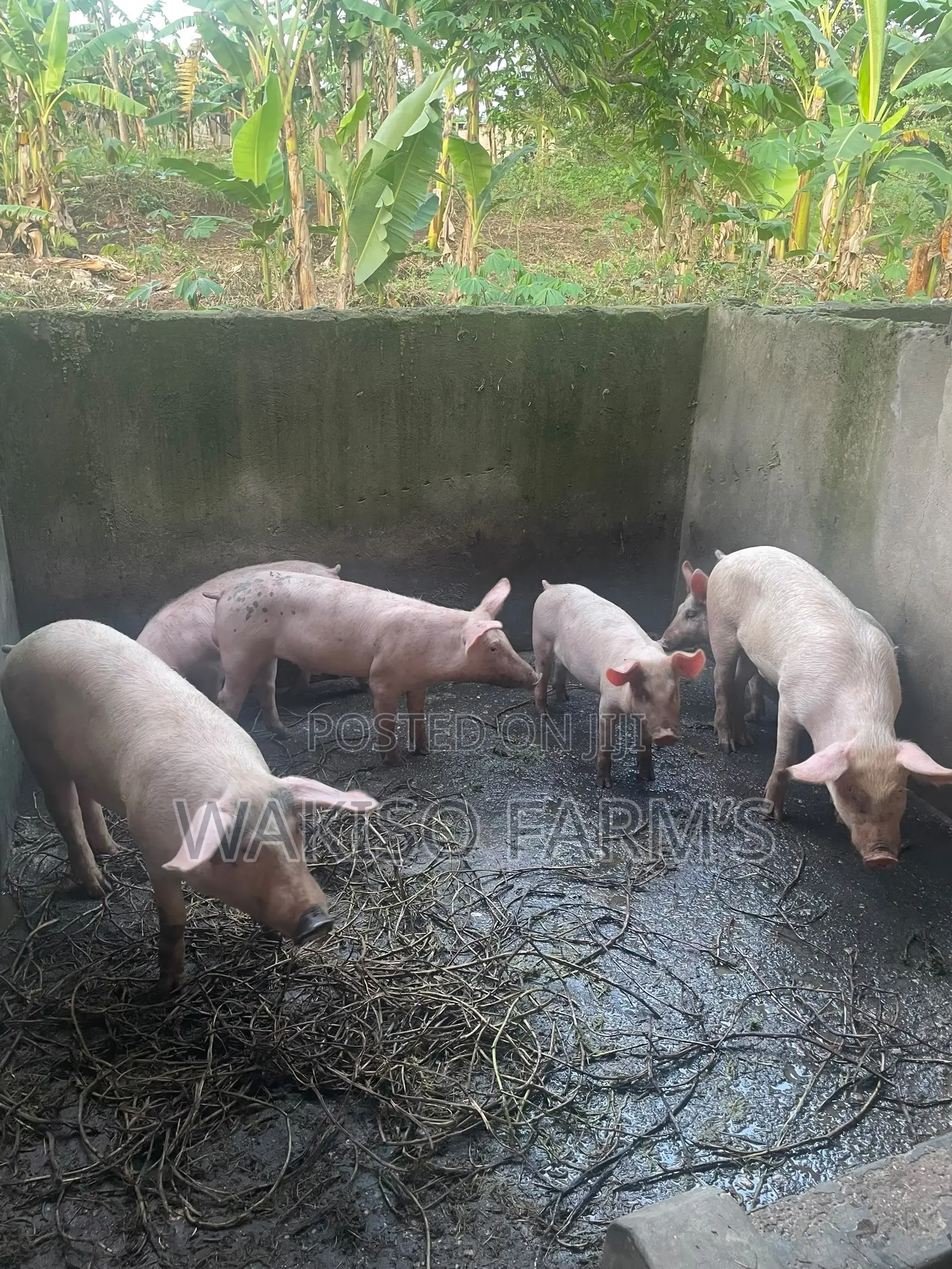 Piggery Farming
