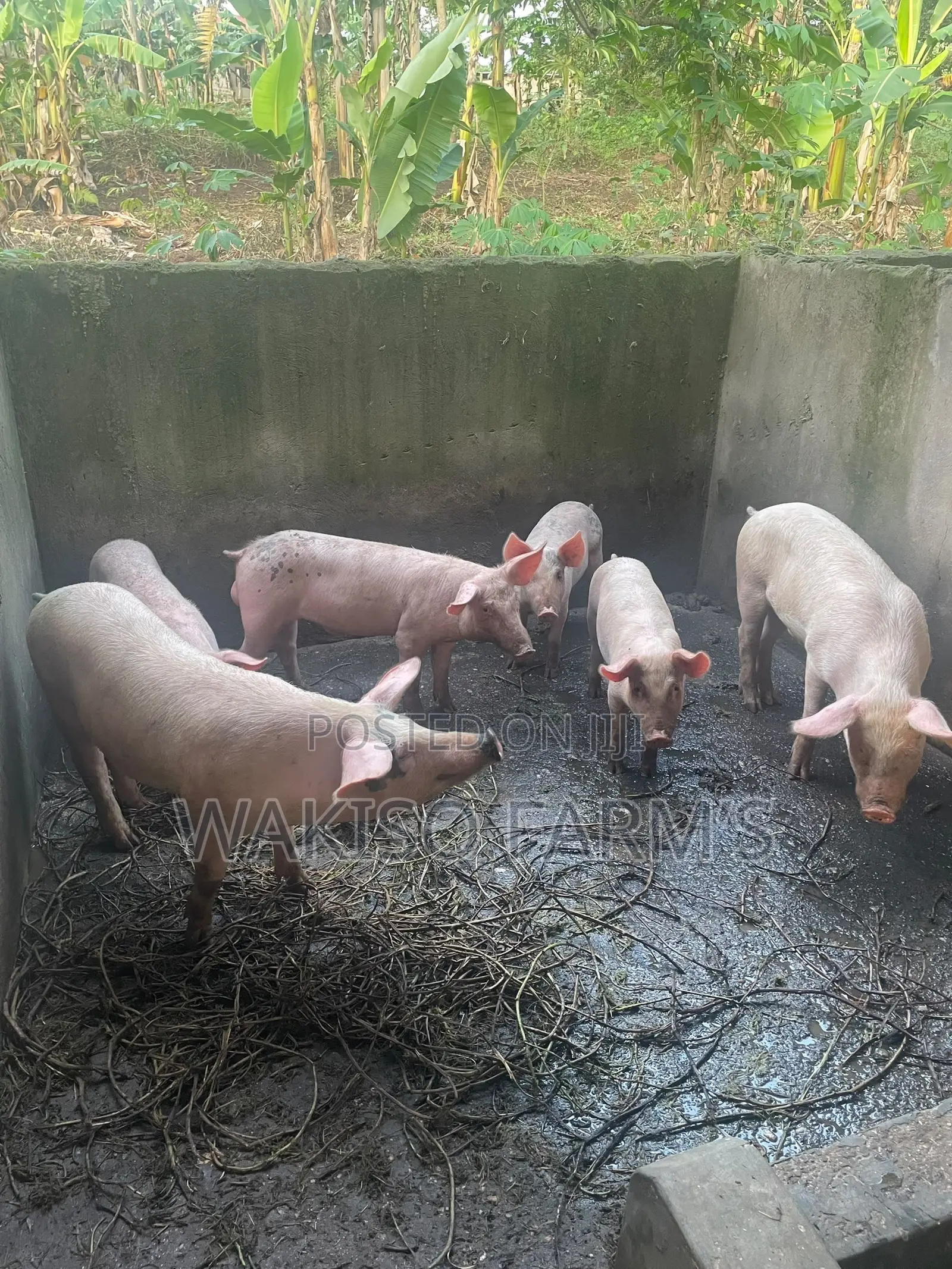 Piggery Farming