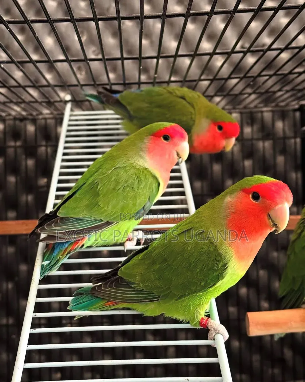 Friendly Parrots Trained