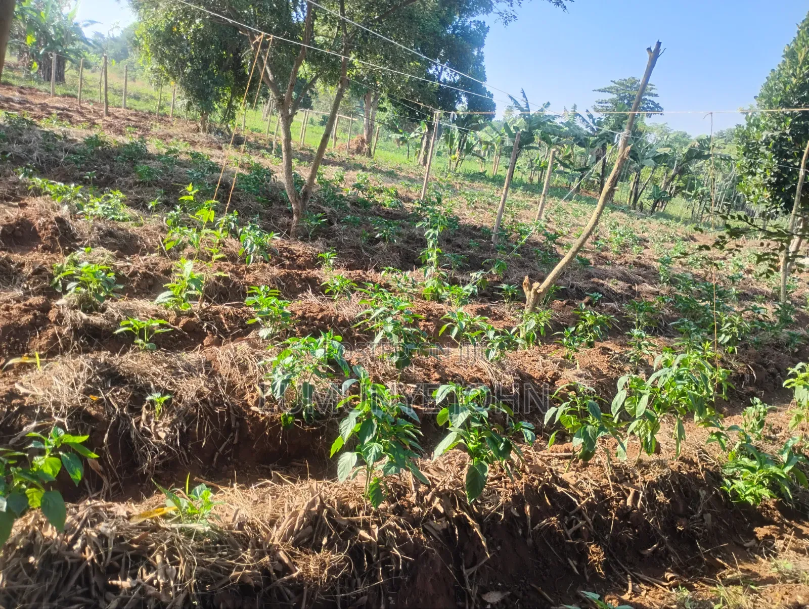 Fresh Green Peppers for Sale Ready Available