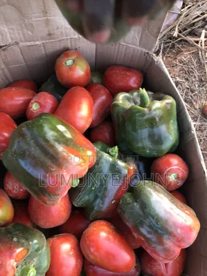 Fresh Green Peppers for Sale Ready Available