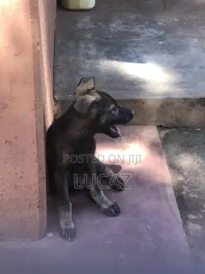 3-6 months Male Purebred German Shepherd