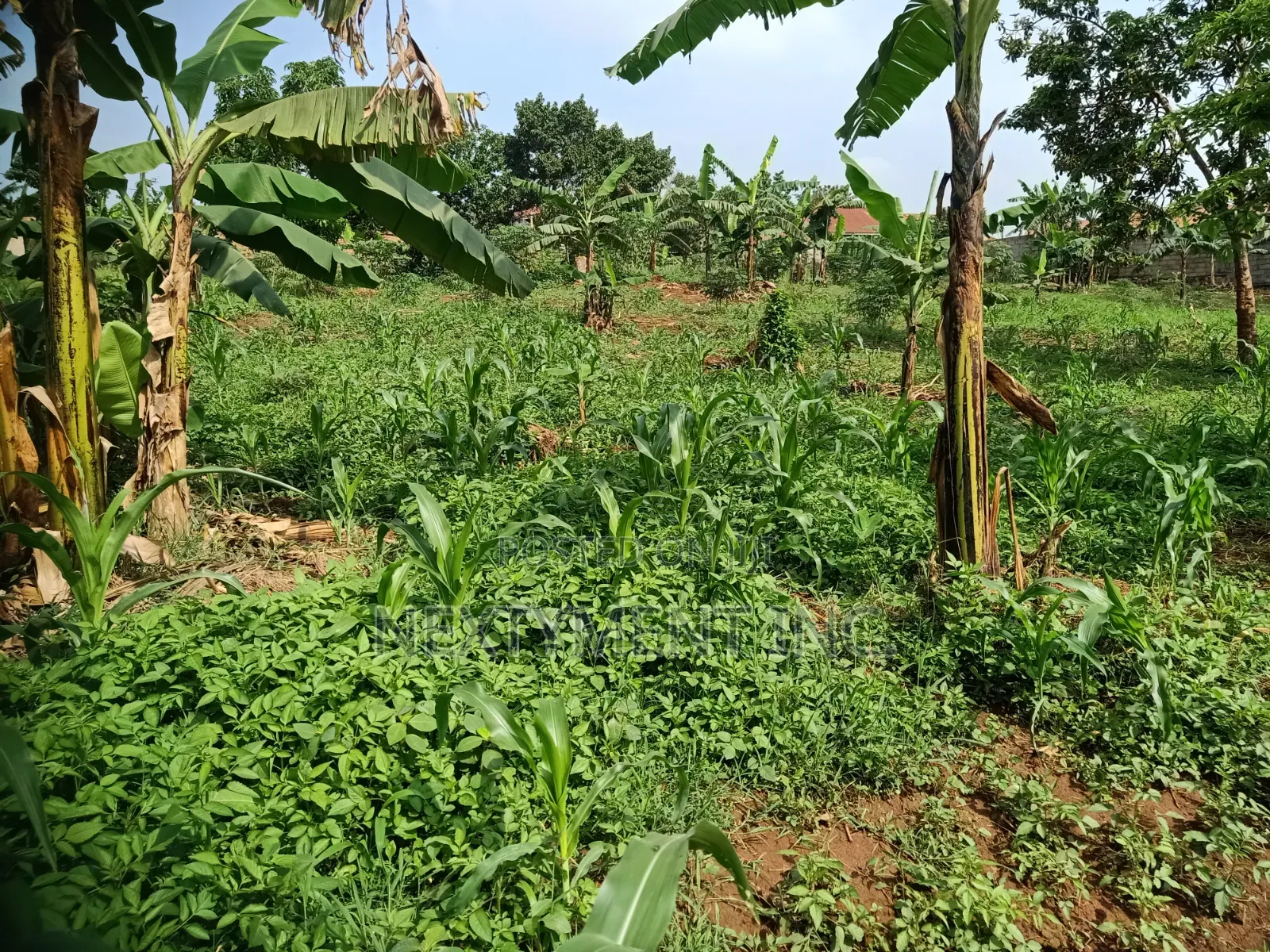 3 Acres of Land for Sale in Kyengera Near Main Road