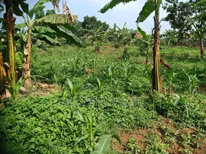 3 Acres of Land for Sale in Kyengera Near Main Road