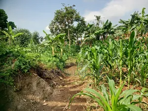 3 Acres of Land for Sale in Kyengera Near Main Road
