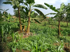 3 Acres of Land for Sale in Kyengera Near Main Road