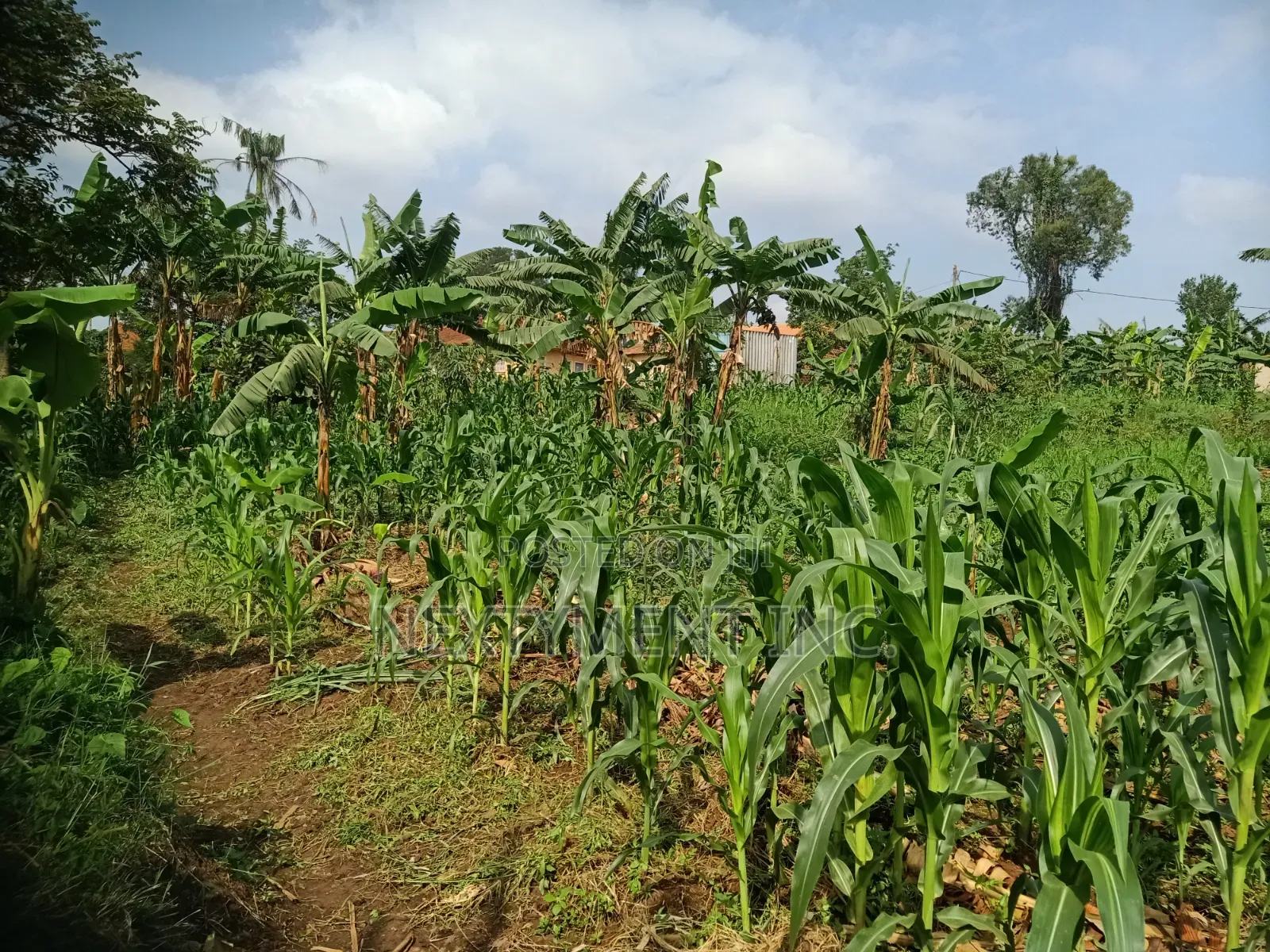 3 Acres of Land for Sale in Kyengera Near Main Road