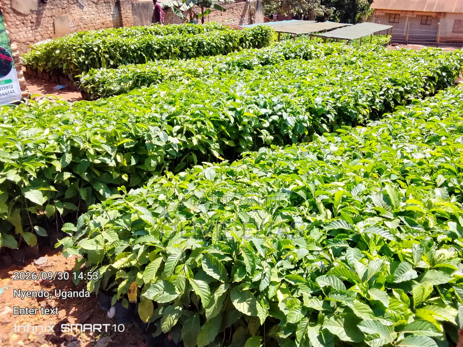 100k Coffee Seedlings Ready to Plant - Nyendo Masaka