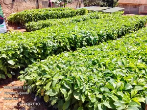 100k Coffee Seedlings Ready to Plant - Nyendo Masaka