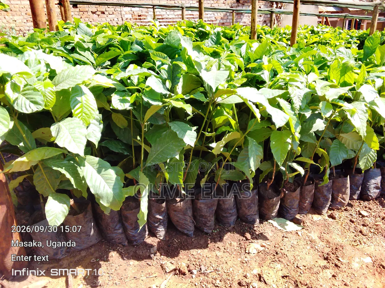 100k Coffee Seedlings Ready to Plant - Nyendo Masaka