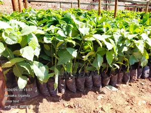 100k Coffee Seedlings Ready to Plant - Nyendo Masaka