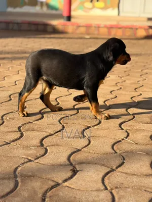 1-3 months Female Purebred Rottweiler
