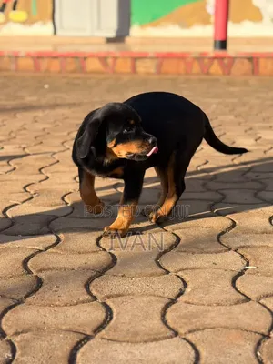 1-3 months Female Purebred Rottweiler
