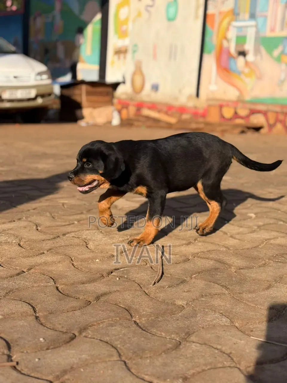1-3 months Female Purebred Rottweiler