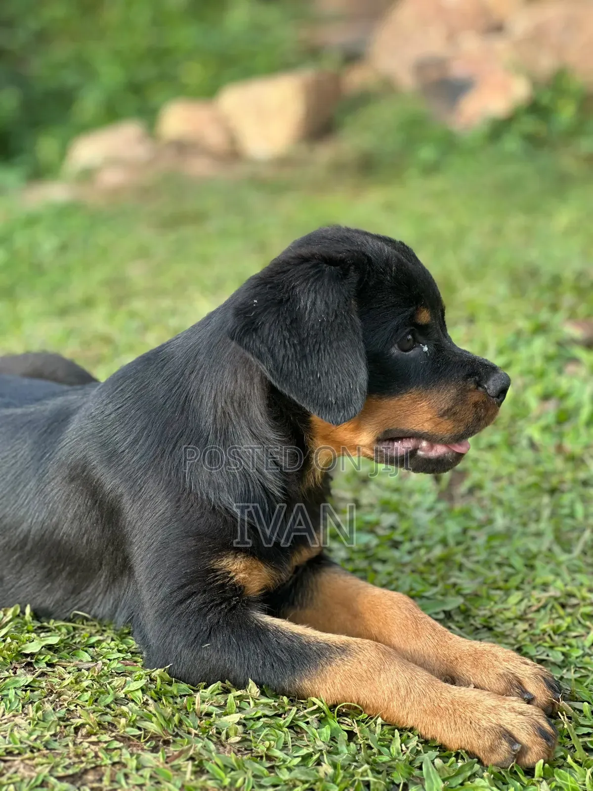 1-3 months Female Purebred Rottweiler