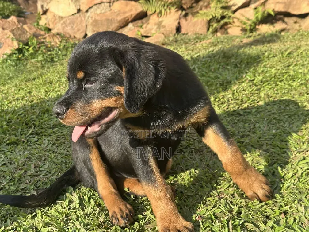 1-3 months Female Purebred Rottweiler