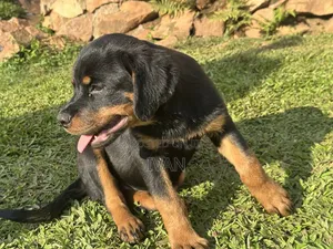 1-3 months Female Purebred Rottweiler