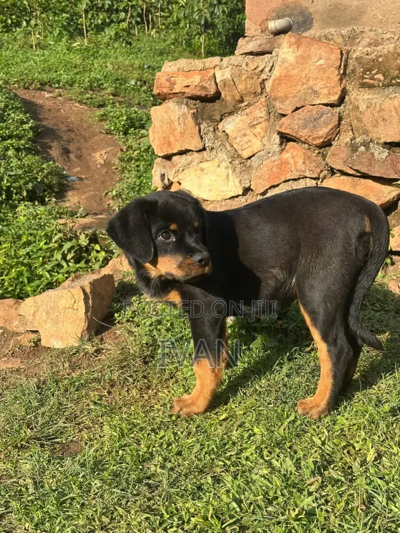 1-3 months Female Purebred Rottweiler