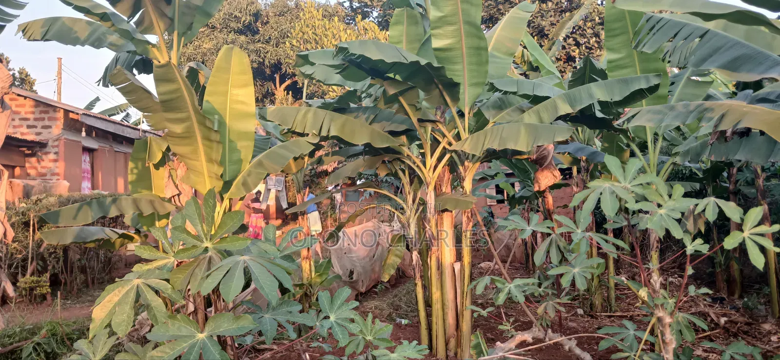 Plot of Land in Bujagali