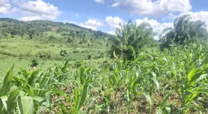 50 Acres at Sekanyonyi, Mailo Land Ready Title Squater Fred