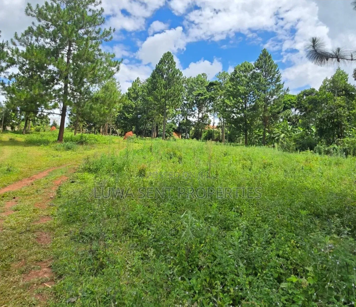 50 Acres at Sekanyonyi, Mailo Land Ready Title Squater Fred