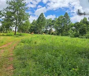 50 Acres at Sekanyonyi, Mailo Land Ready Title Squater Fred