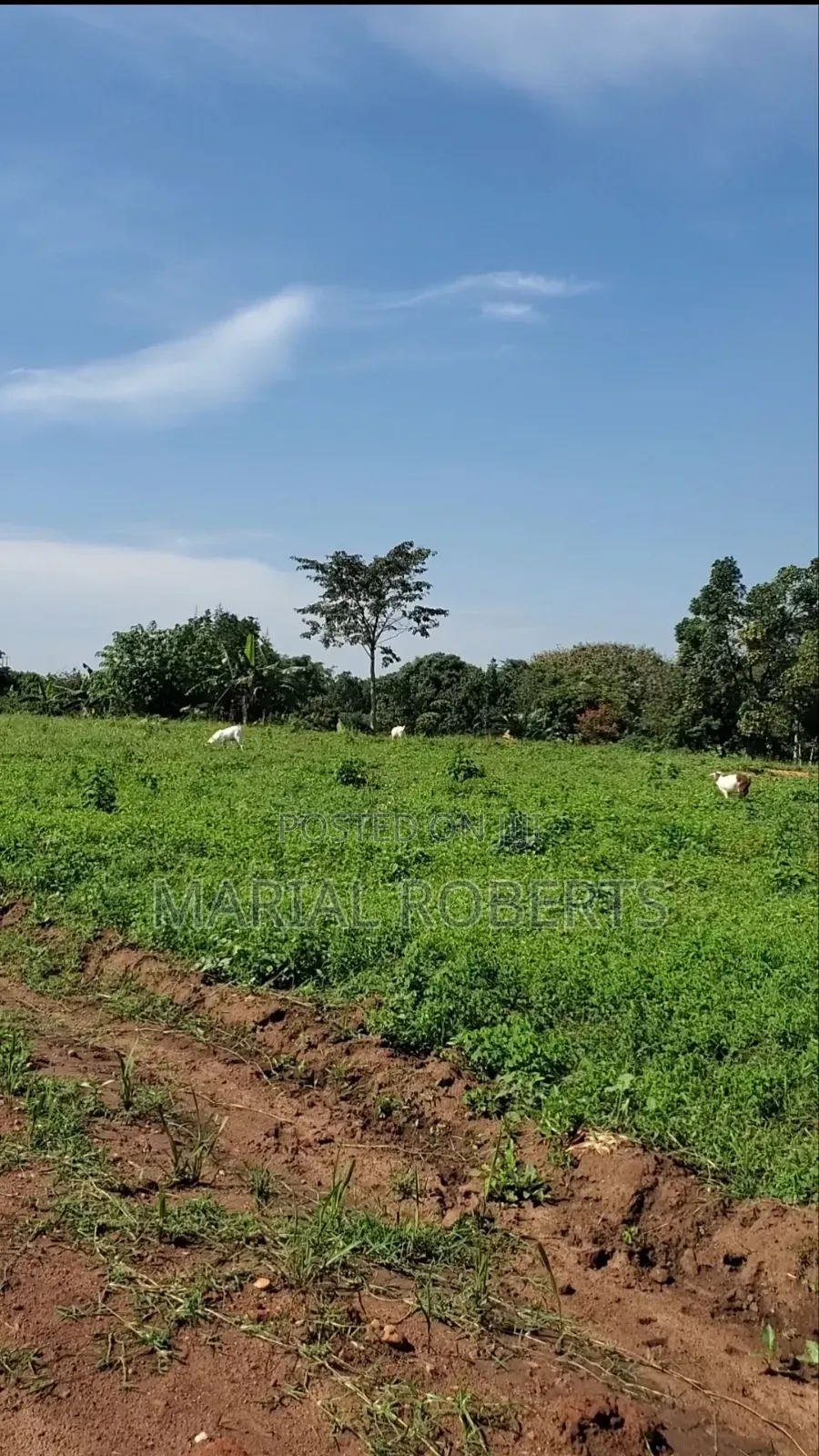 Titled Plots in Bamutakude for Sale