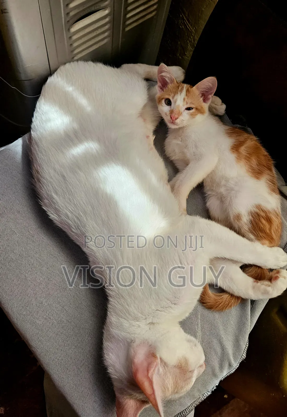 1+ year Female Mixed Breed Exotic