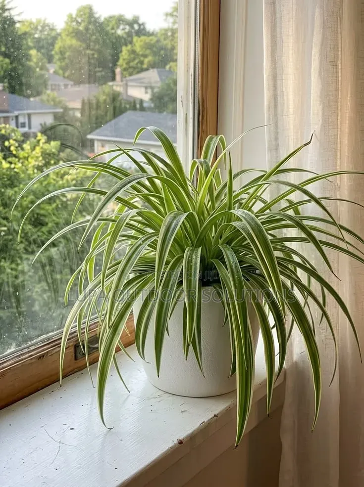 Flowers That Are Good for Indoor Space