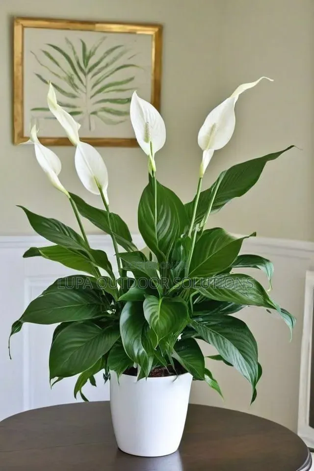 Flowers That Are Good for Indoor Space