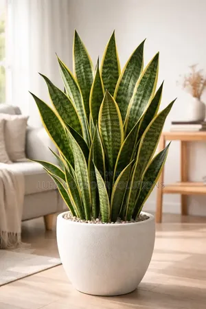 Flowers That Are Good for Indoor Space
