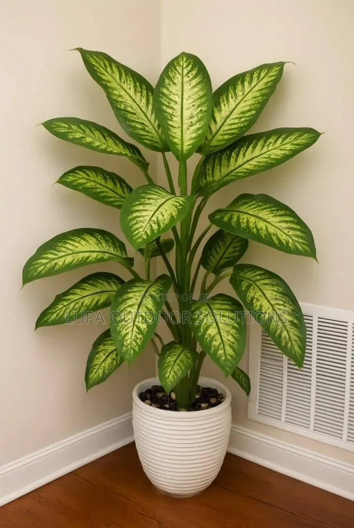 Flowers That Are Good for Indoor Space