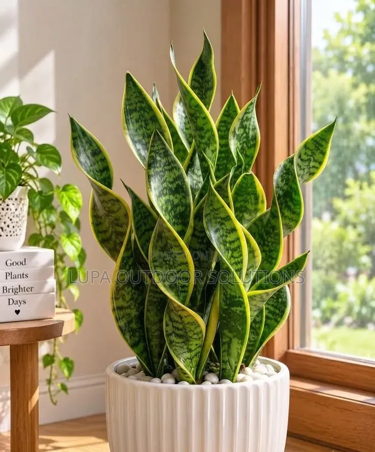 Flowers That Are Good for Indoor Space