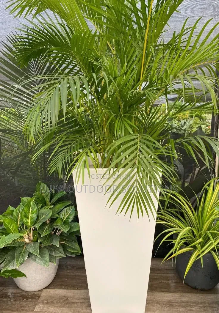 Flowers That Are Good for Indoor Space