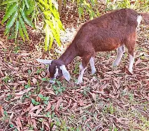 Purebred Toggenburg Female Half-Boer Male Kids