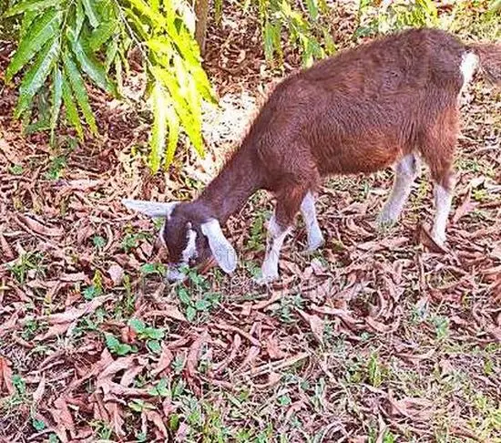 Purebred Toggenburg Female Half-Boer Male Kids