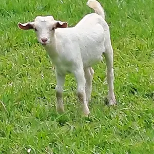 Purebred Toggenburg Female Half-Boer Male Kids